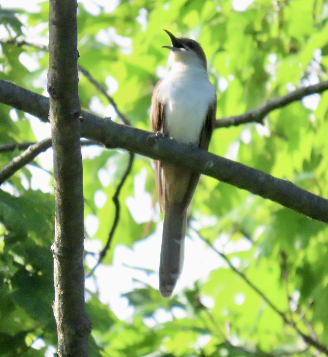 Black-billed Cuckoo - John Sharp