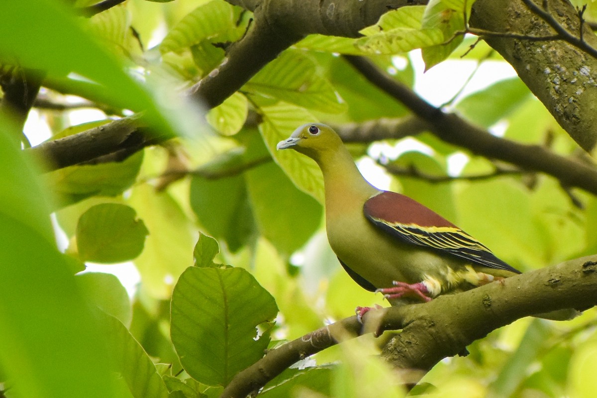 Ashy-headed Green-Pigeon - Suman Biswas