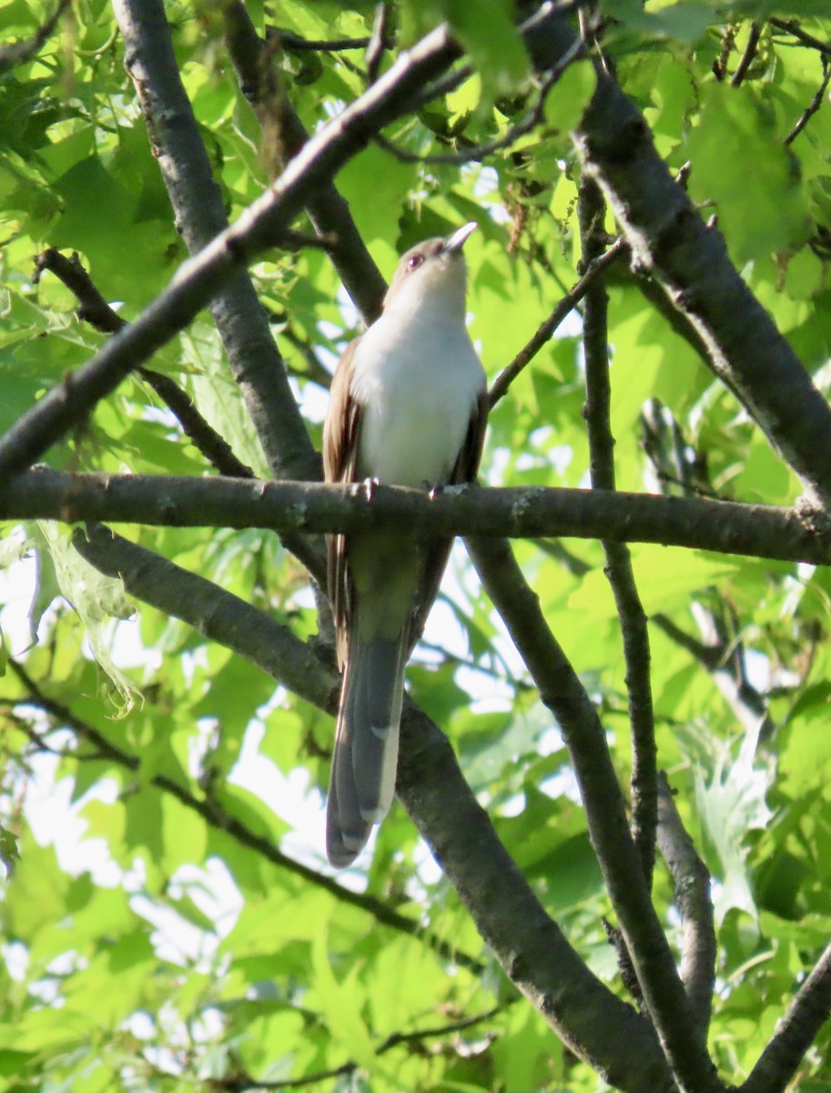 Black-billed Cuckoo - John Sharp