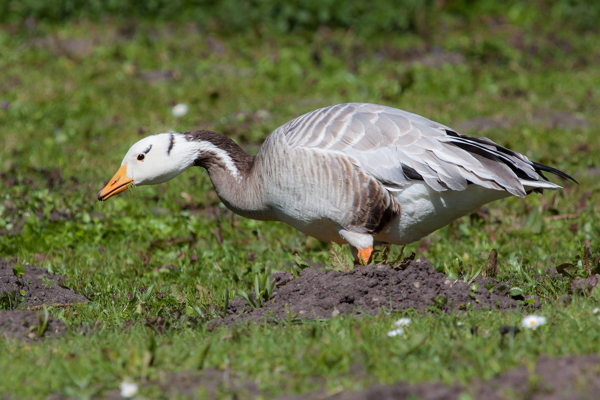 Bar-headed Goose - ML449506531