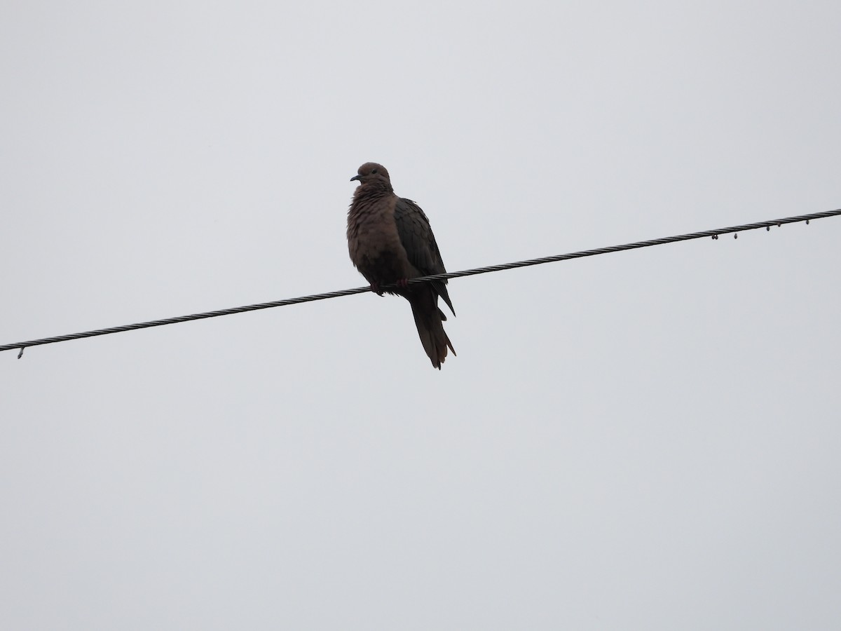 Eared Dove - ML449507921