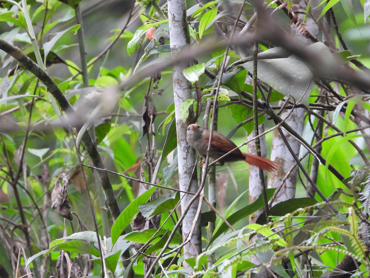 Ash-browed Spinetail - ML449508761