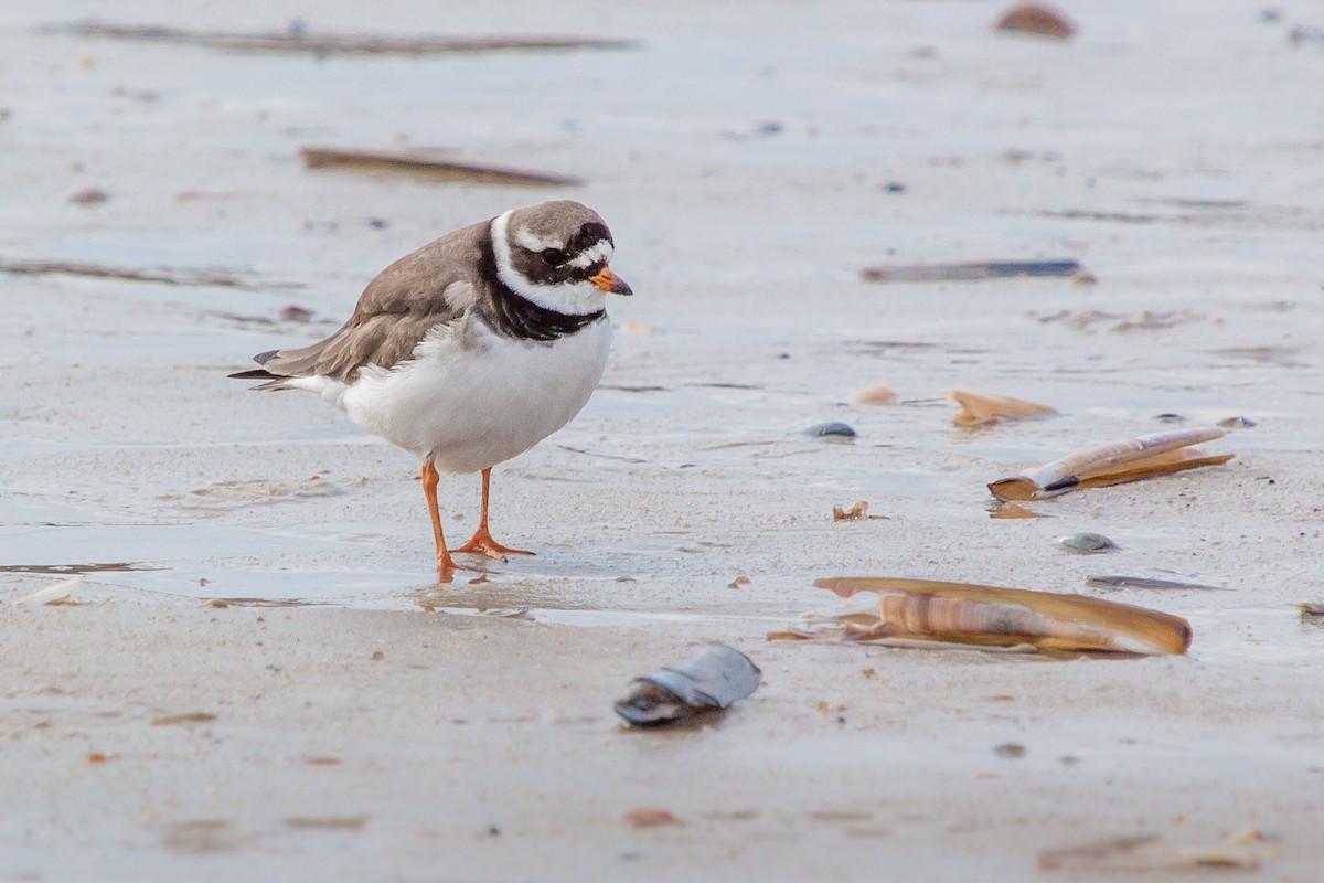 Common Ringed Plover - ML449508781