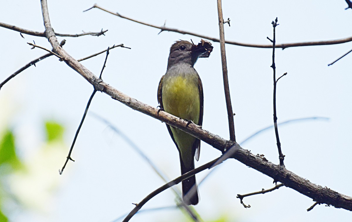 Great Crested Flycatcher - ML449508851