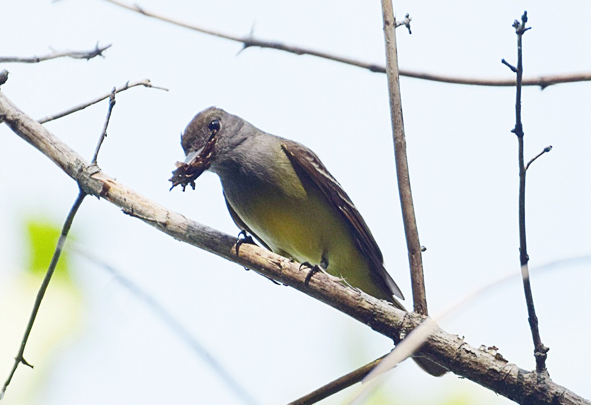 Great Crested Flycatcher - ML449508871