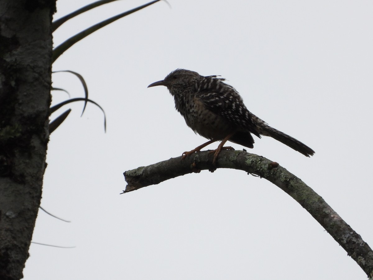 Band-backed Wren - ML449508901