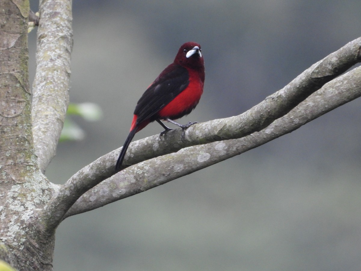 Crimson-backed Tanager - ML449509131
