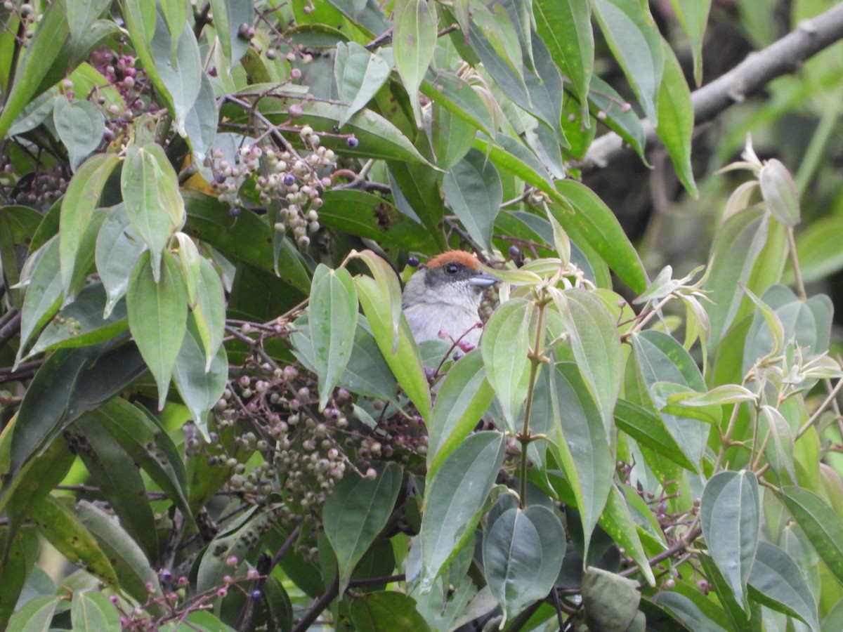 Scrub Tanager - ML449509171