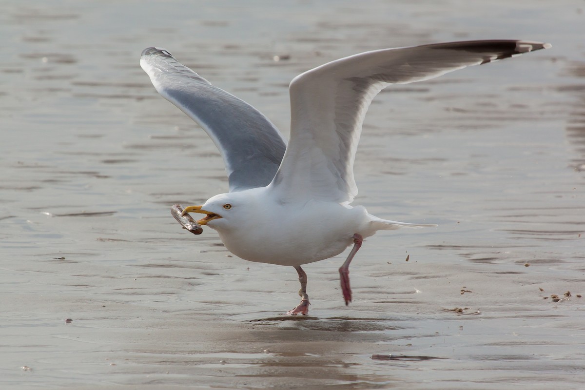 Herring Gull - ML449509231