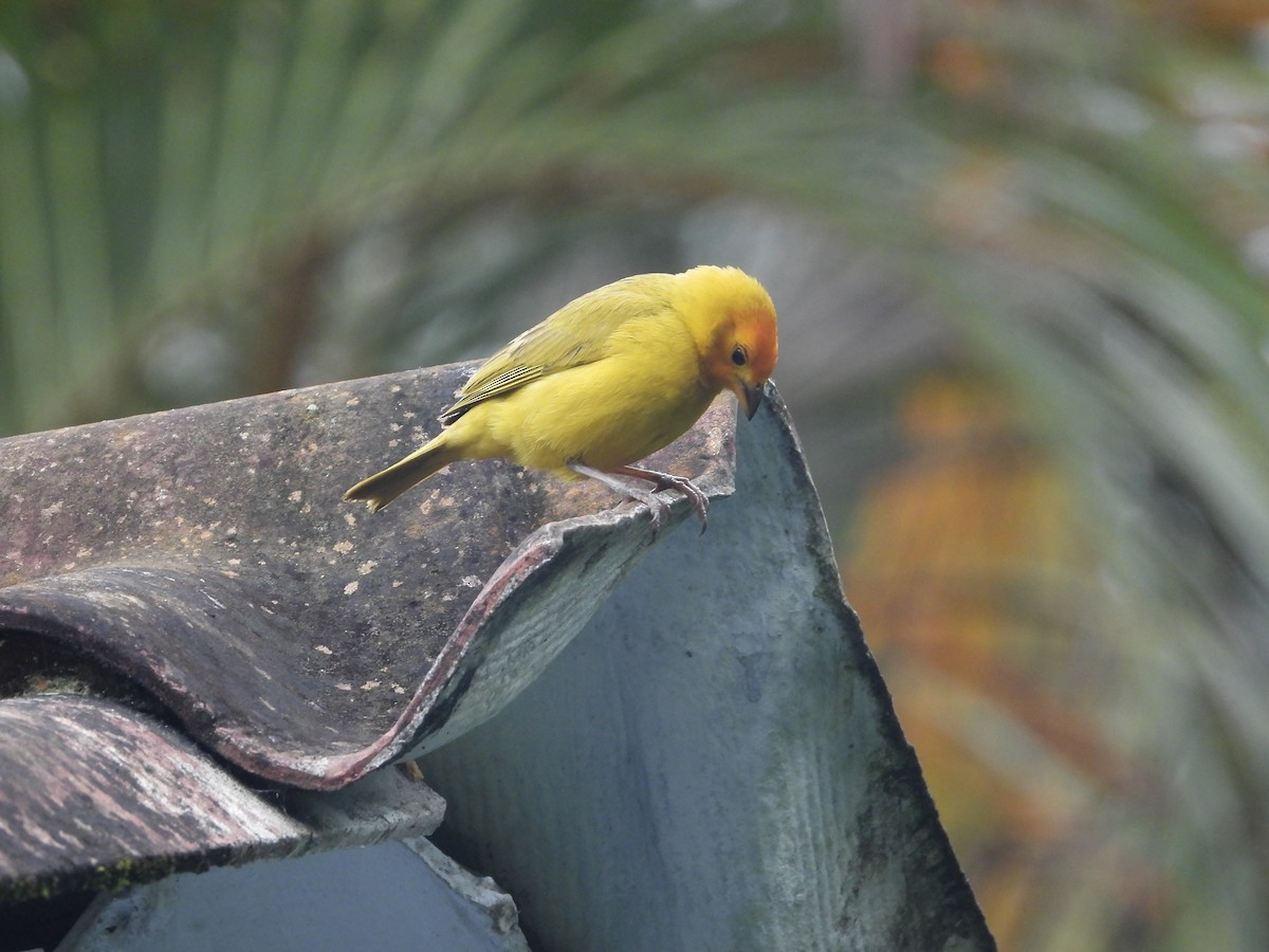 Saffron Finch - ML449509321