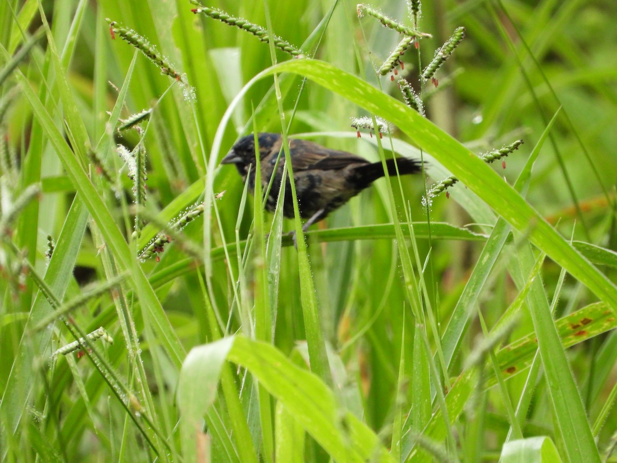 Blue-black Grassquit - ML449509511
