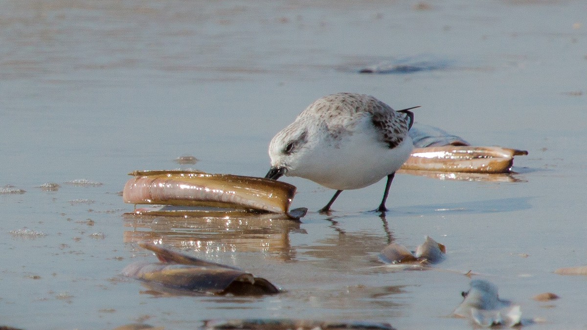 Sanderling - ML449509541