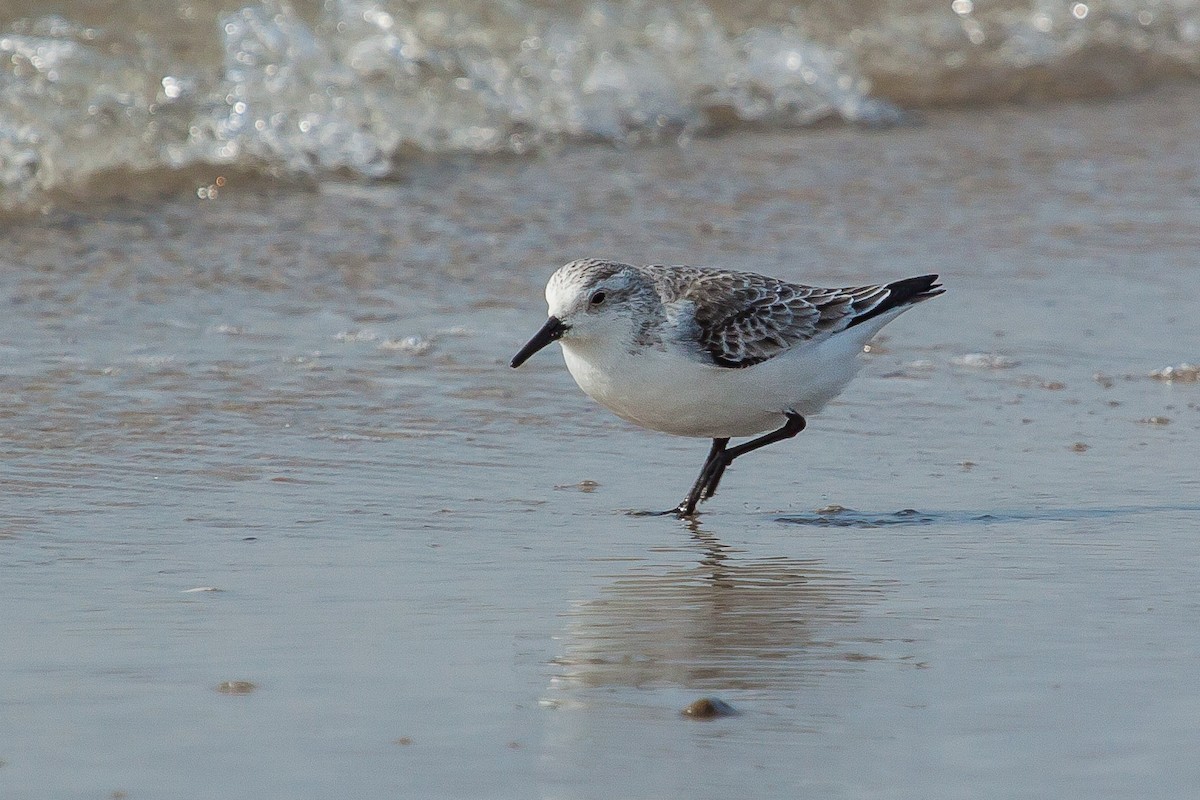 Sanderling - ML449509581