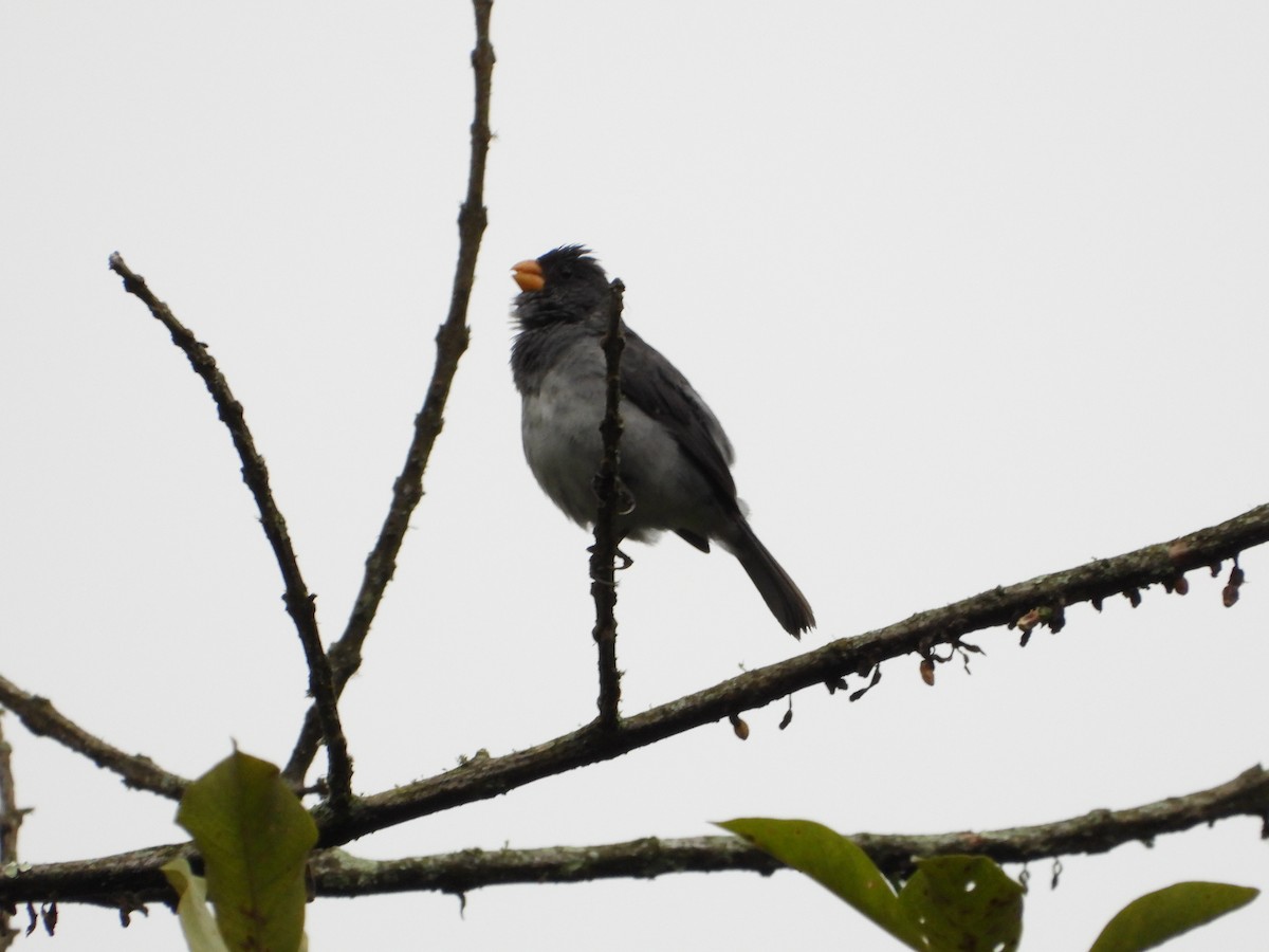 Gray Seedeater - ML449509761