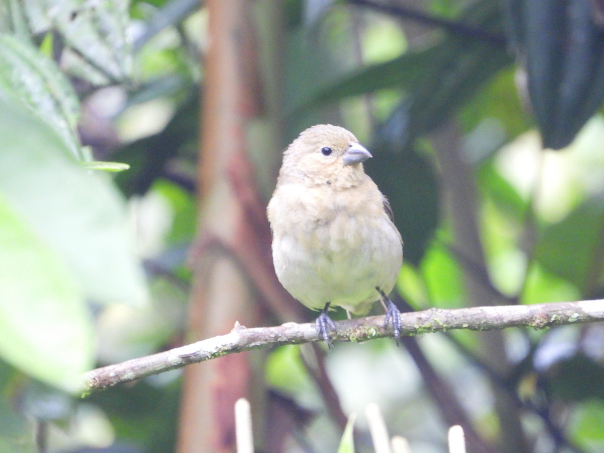 Yellow-bellied Seedeater - ML449510041