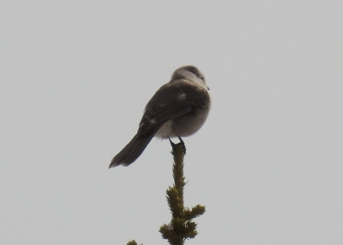 Canada Jay - ML449510181