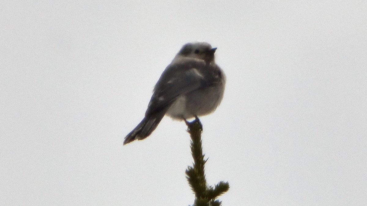 Canada Jay - ML449510191