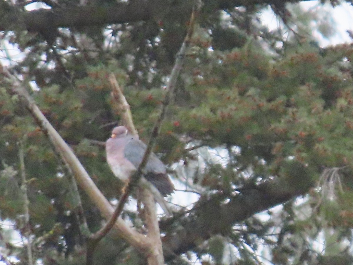Band-tailed Pigeon - ML449510461