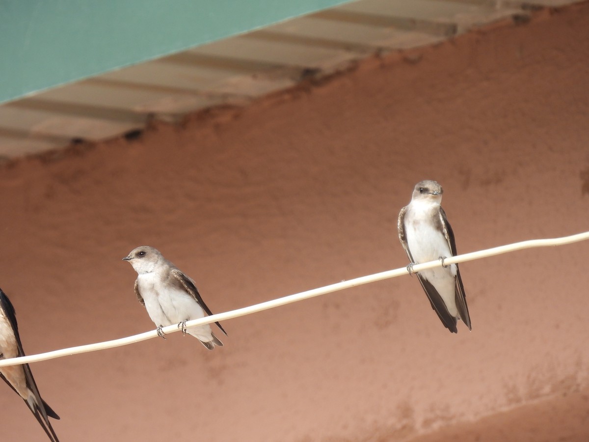 Pale Martin - ML449510481