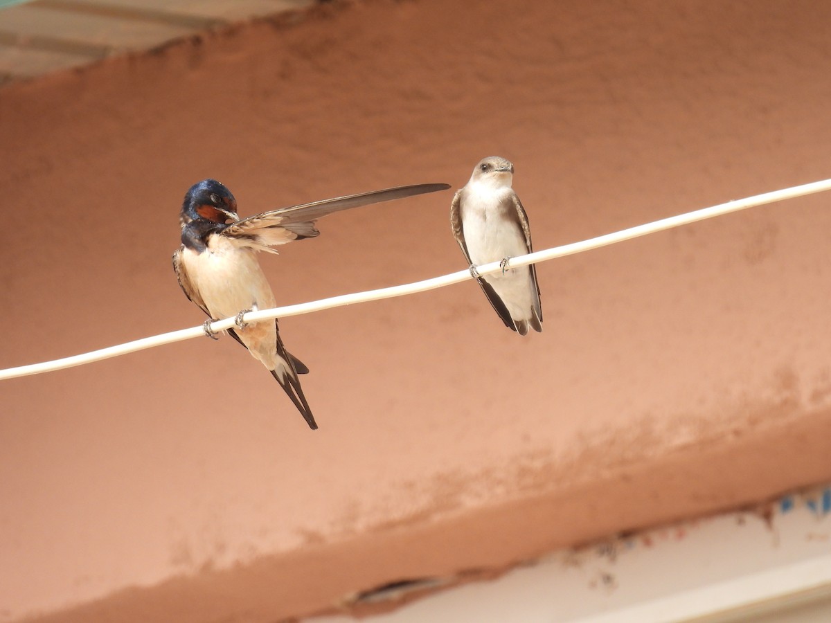 Barn Swallow - ML449510611