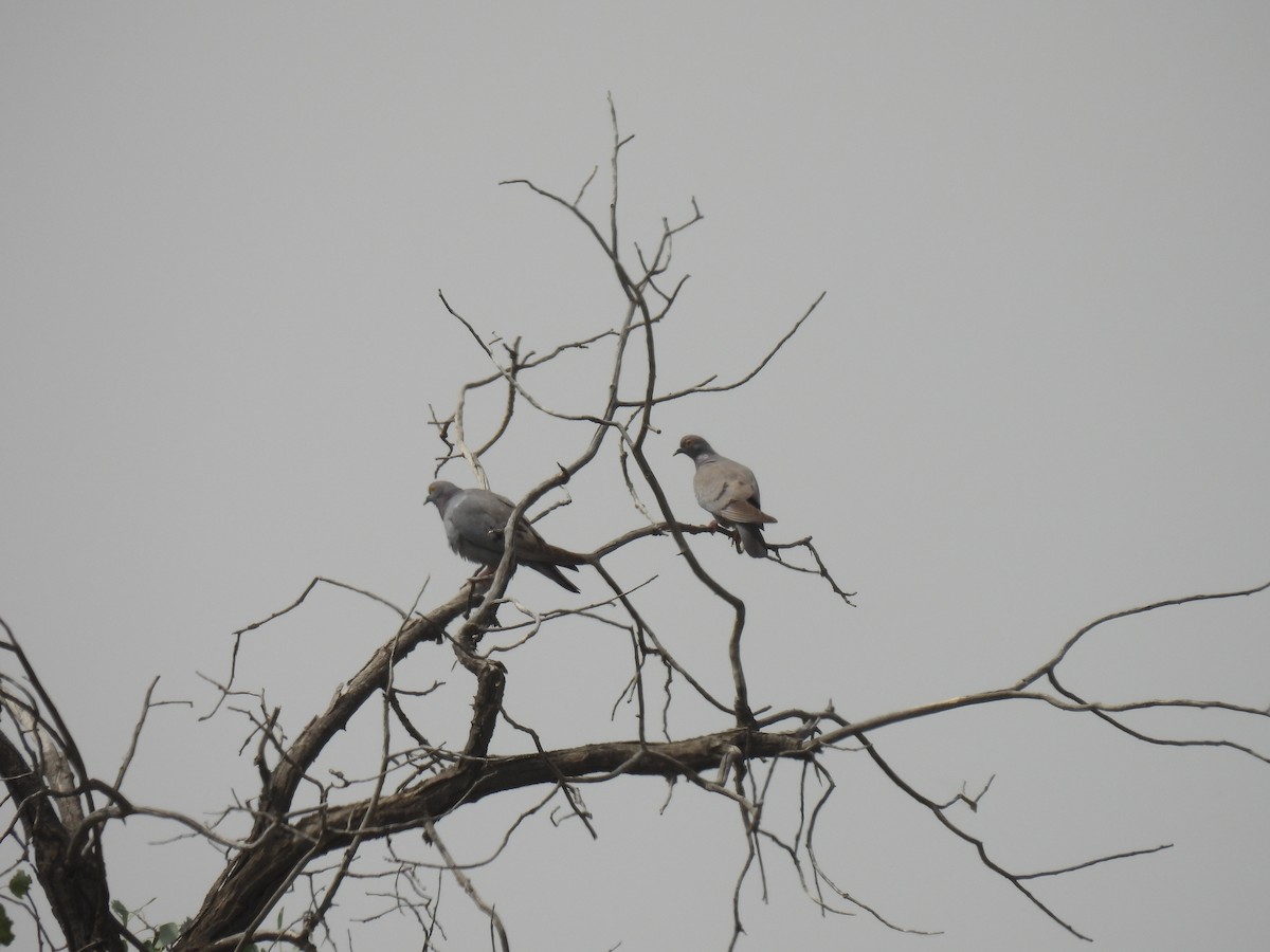 Yellow-eyed Pigeon - Mirzo Nazar Mirzoev