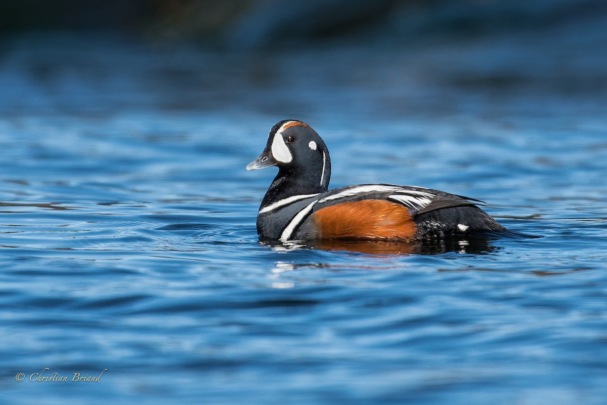 Harlequin Duck - ML449511361