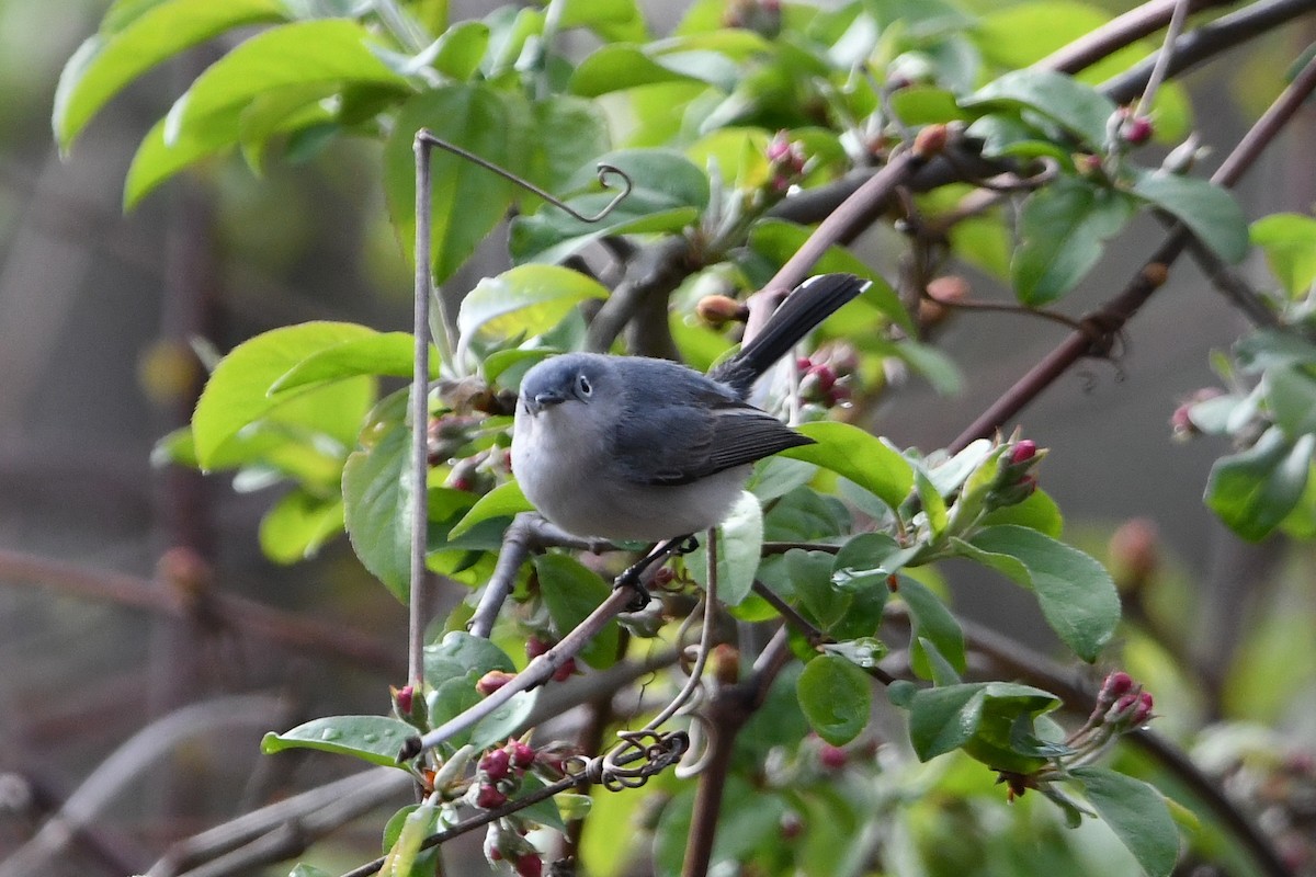 Blue-gray Gnatcatcher (caerulea) - Dan O'Brien