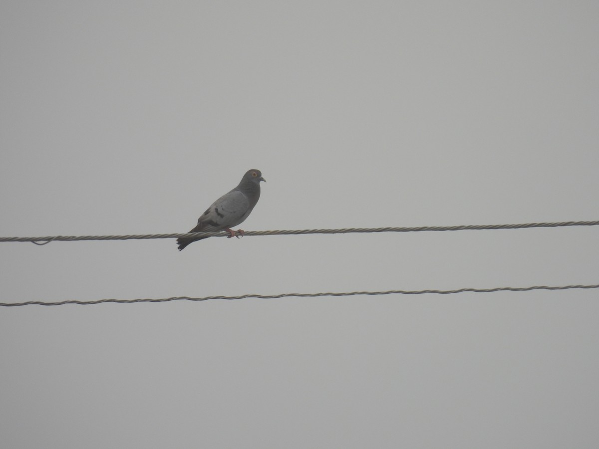 Yellow-eyed Pigeon - ML449511691