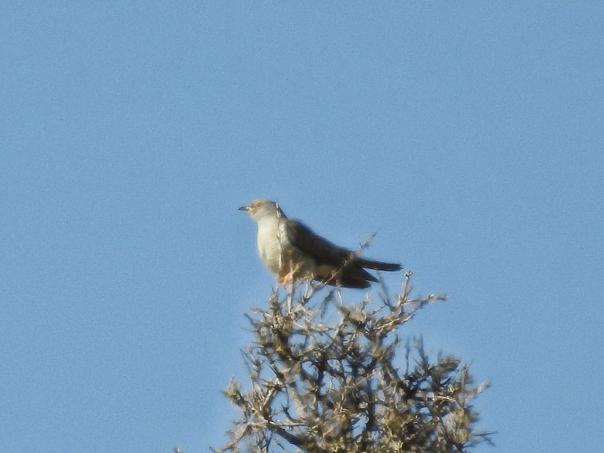 קוקיה אירופית - ML449512391