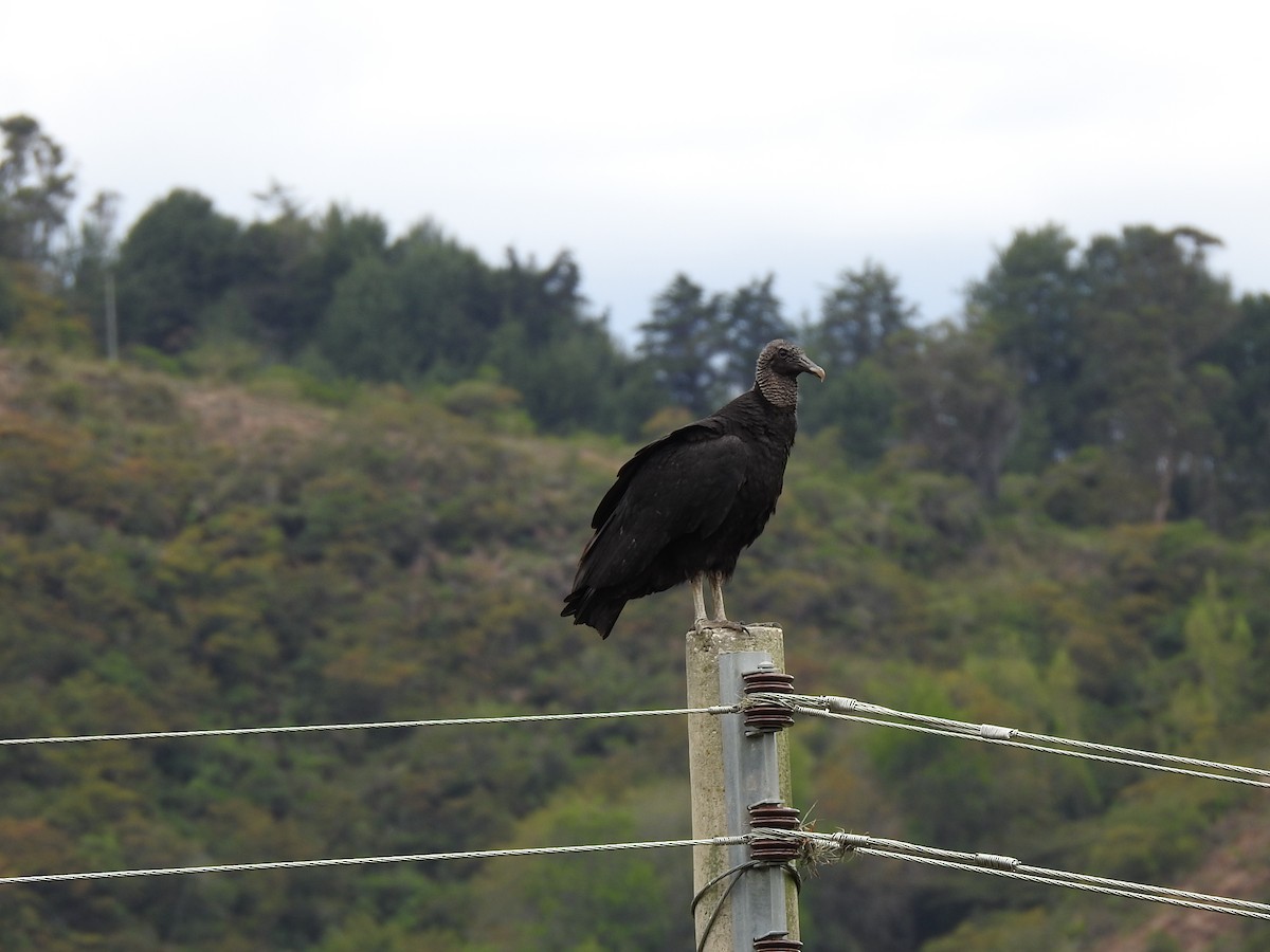 Black Vulture - ML449513041