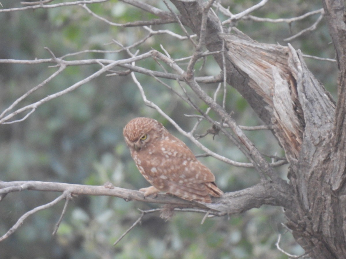 Little Owl - ML449513481