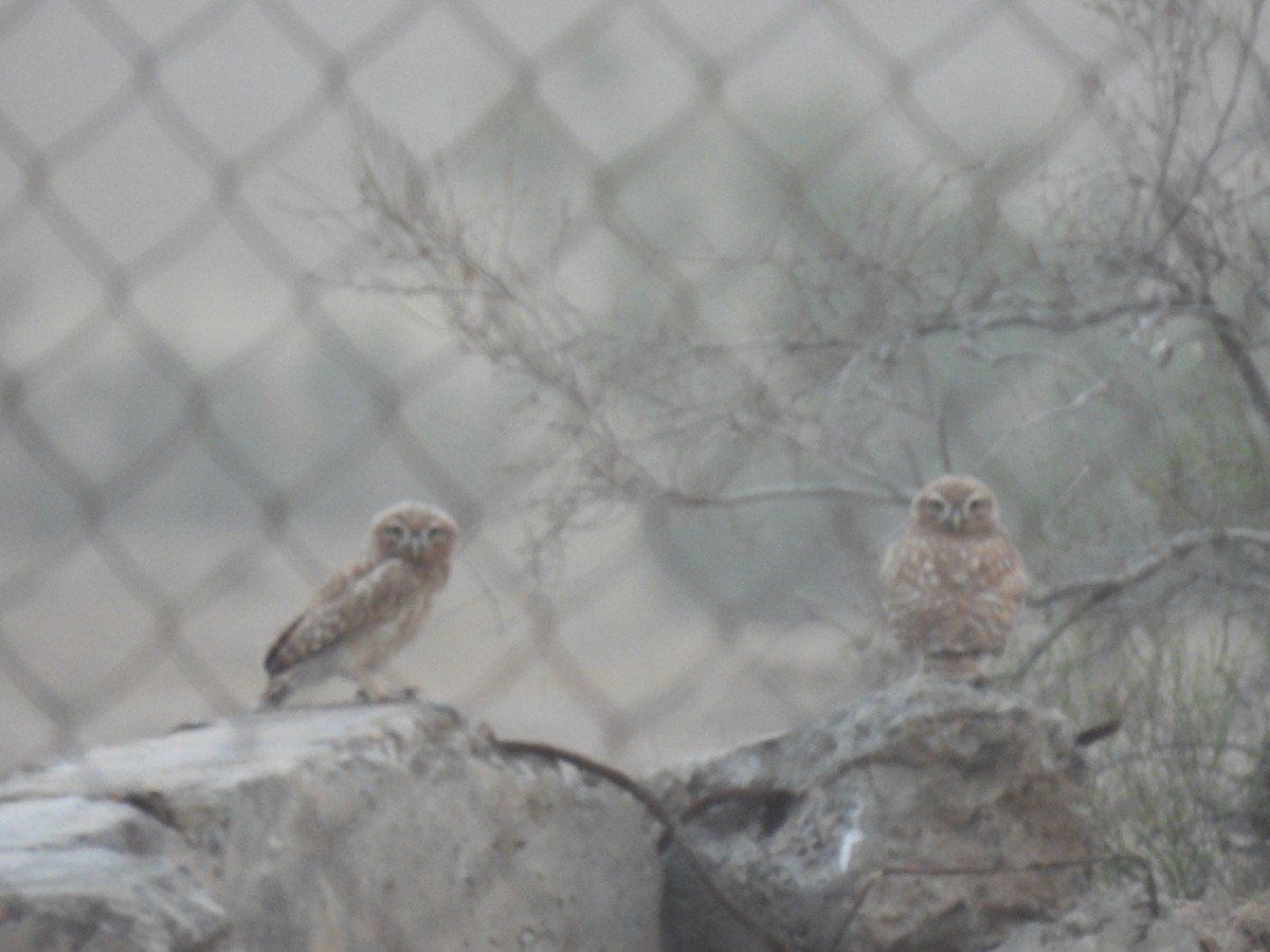 Little Owl - ML449513501