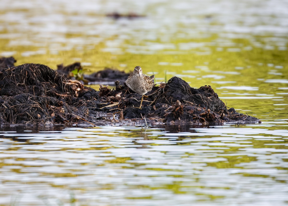 Pectoral Sandpiper - ML449513551