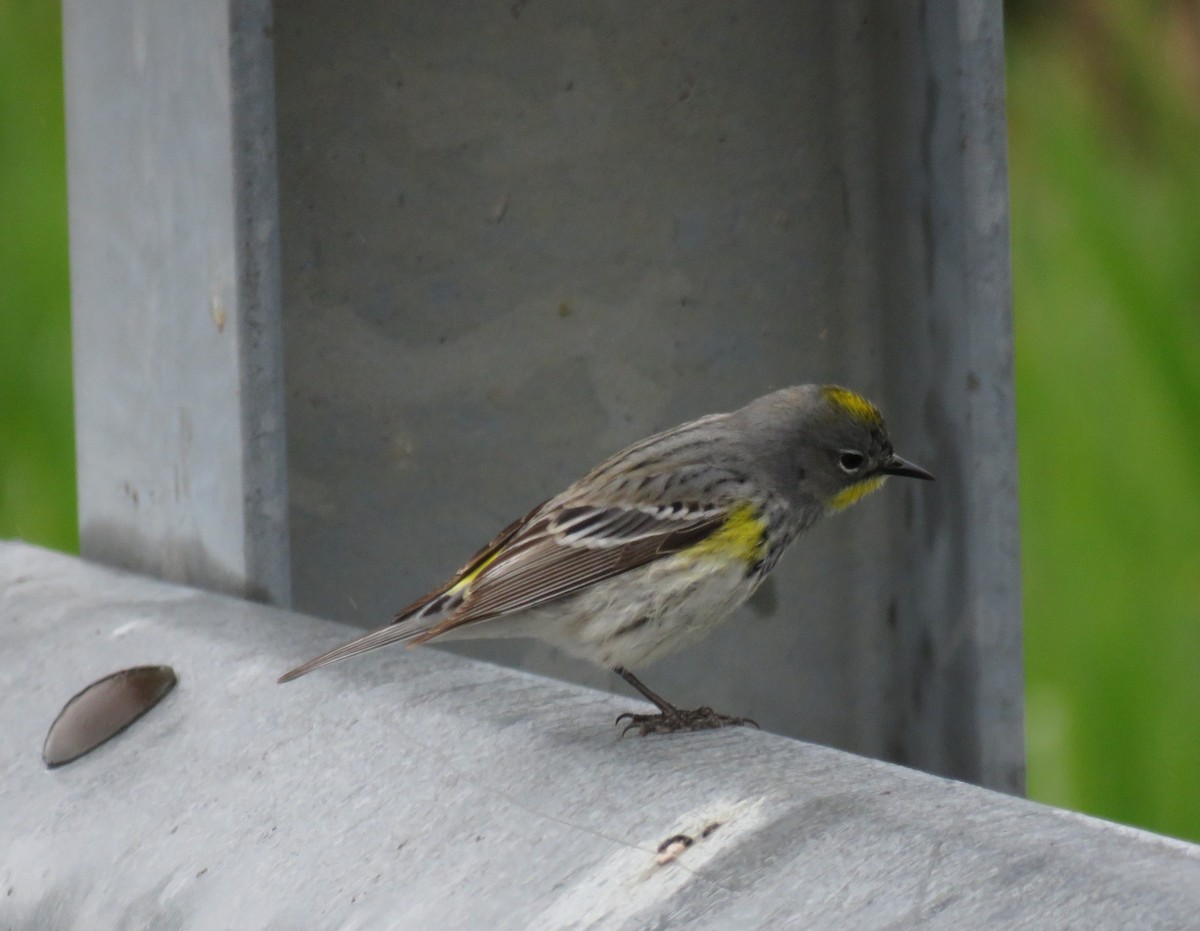 Yellow-rumped Warbler - ML449514091