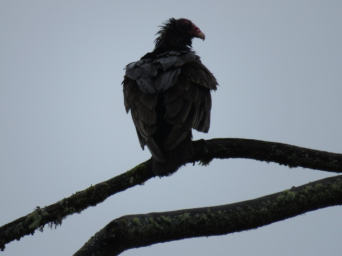 Turkey Vulture - Calen Randall