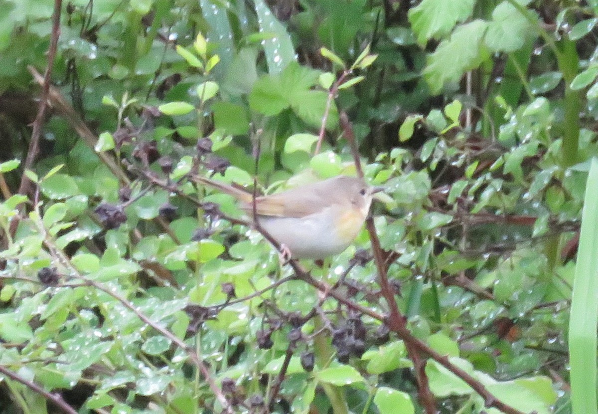 Common Yellowthroat - ML449515621