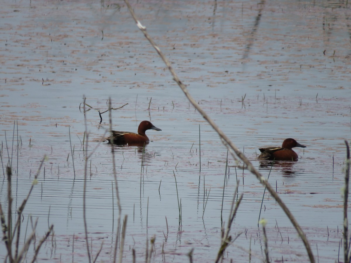 Cinnamon Teal - Calen Randall