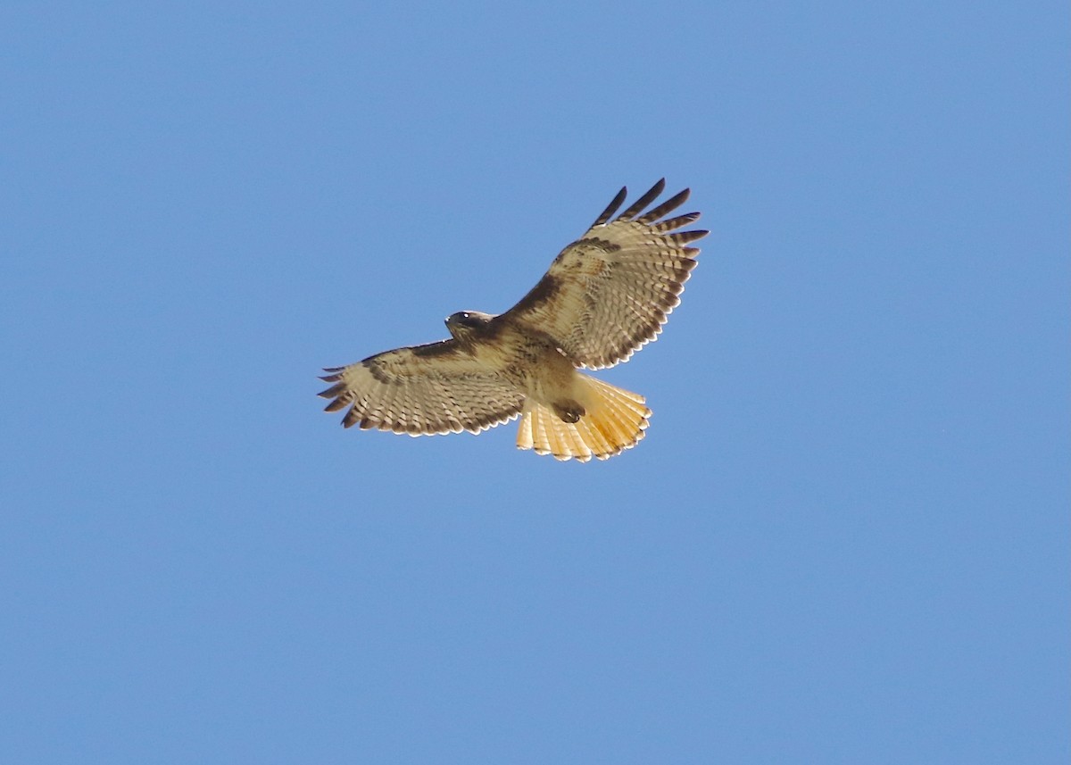 Red-tailed Hawk (calurus/alascensis) - ML449516451