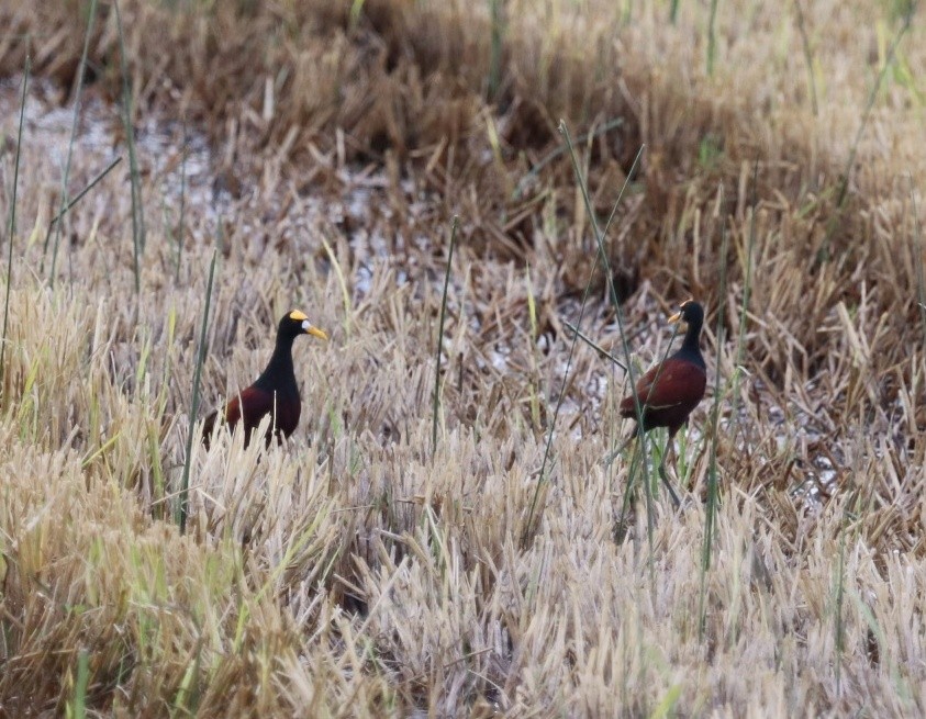 Northern Jacana - ML449516691