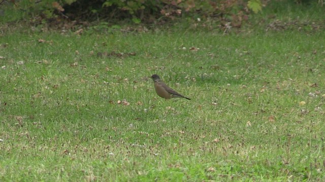 Дрізд південний (підвид magellanicus/pembertoni) - ML449516741