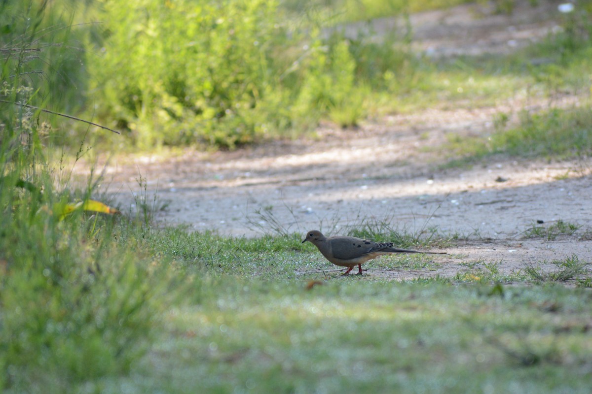 Mourning Dove - ML449516801