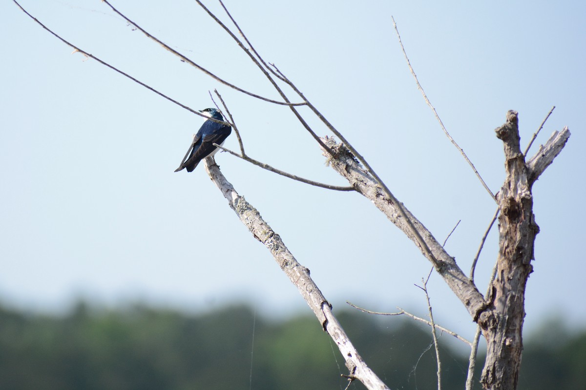 Tree Swallow - ML449517261