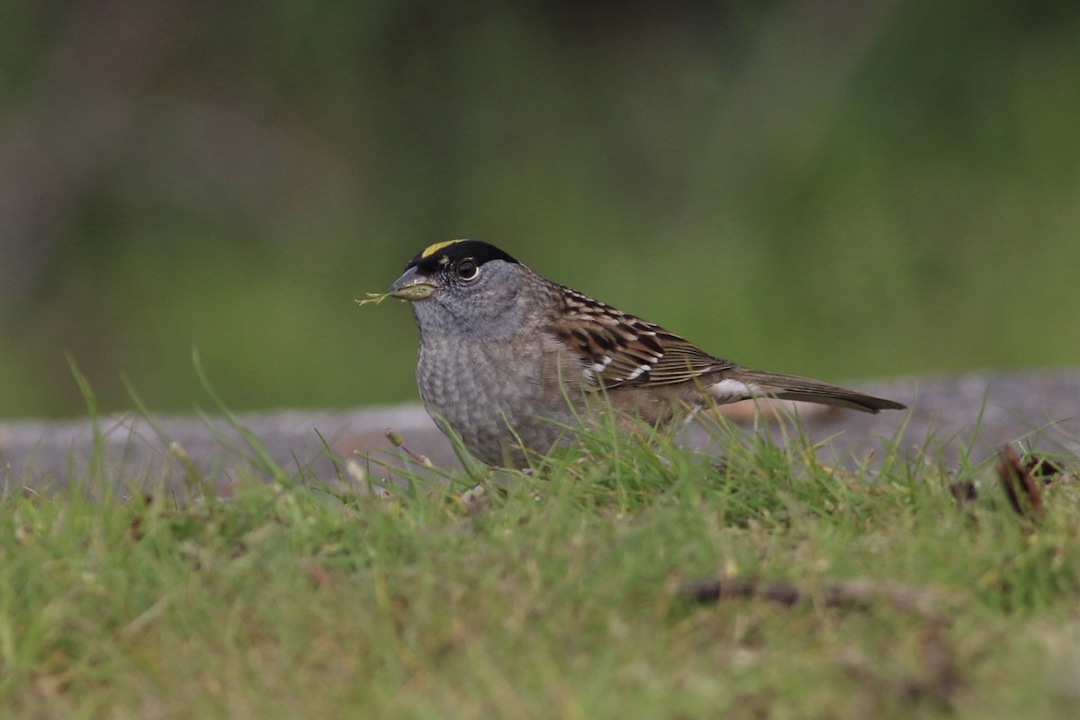 Golden-crowned Sparrow - Max Epstein