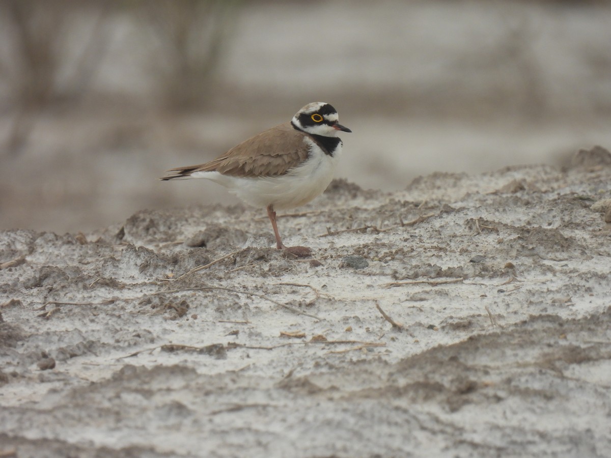 Little Ringed Plover - ML449518501