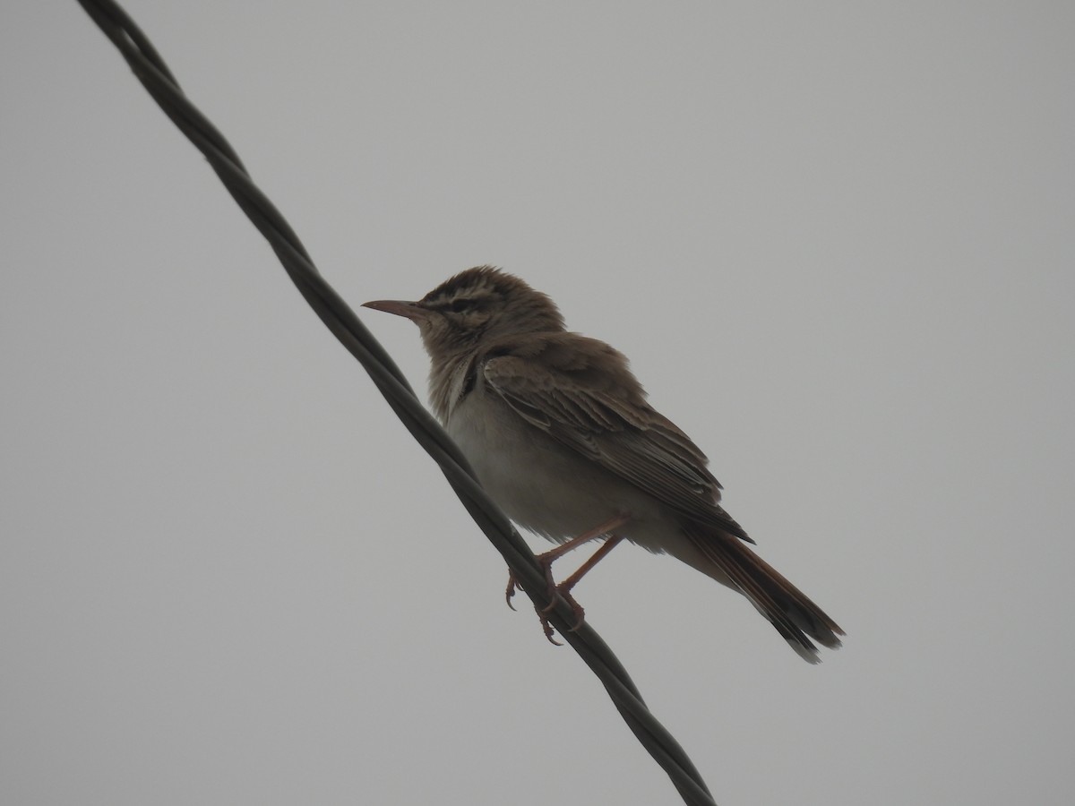 Rufous-tailed Scrub-Robin - ML449518671