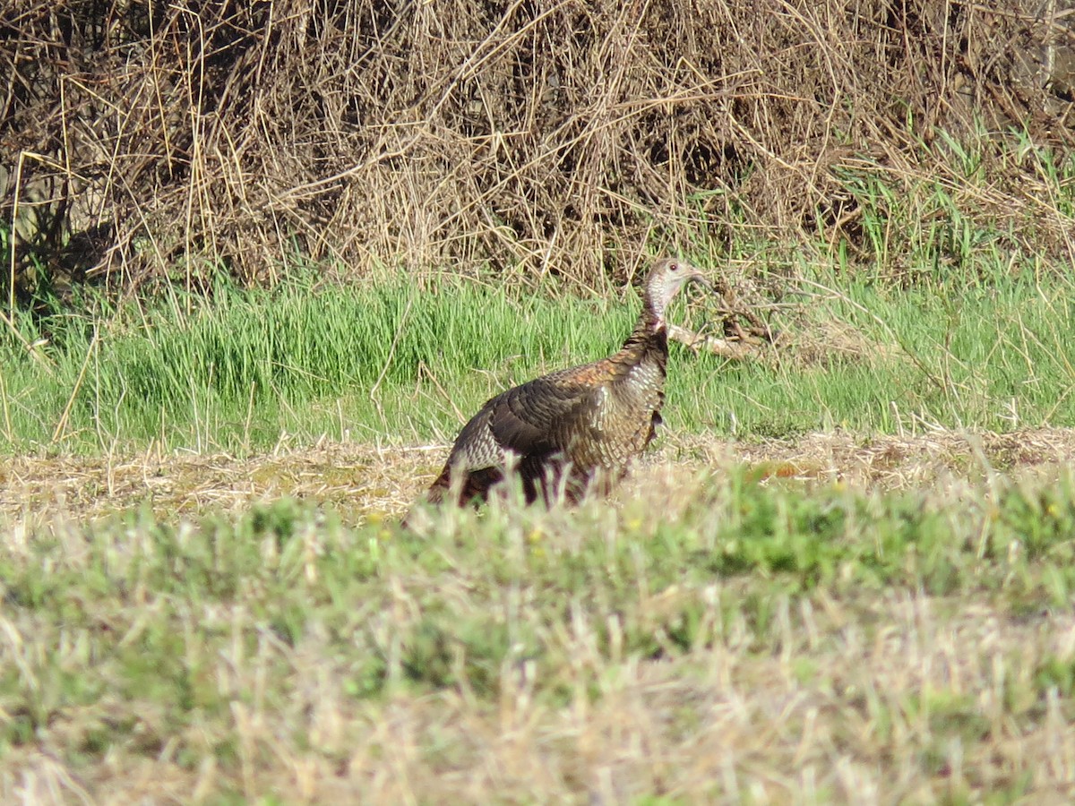 Wild Turkey - ML449519361