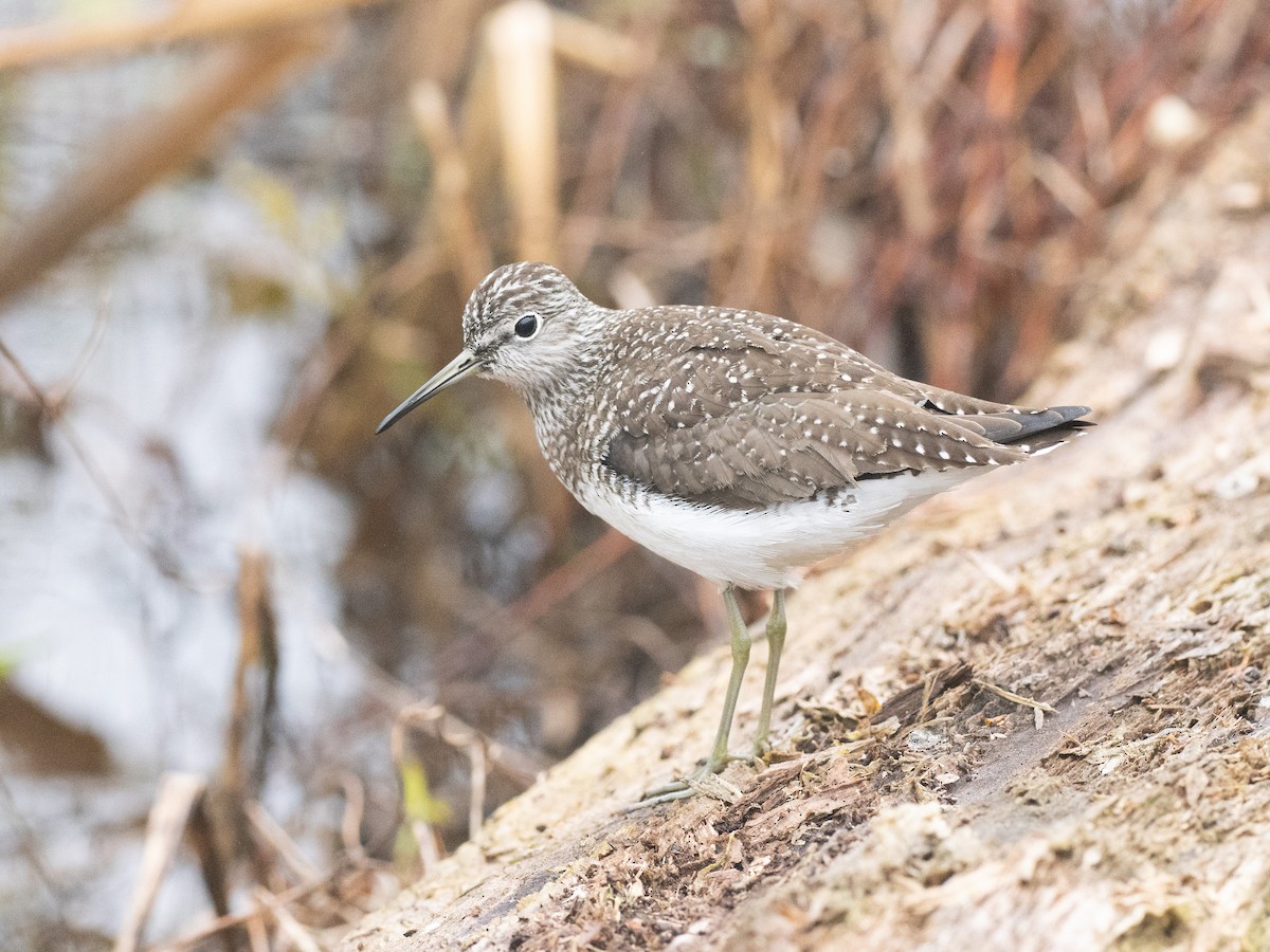 Solitary Sandpiper - ML449520961