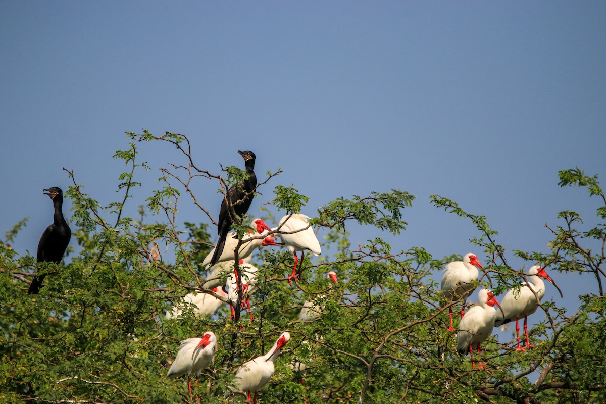 Cormorán Biguá - ML449523111