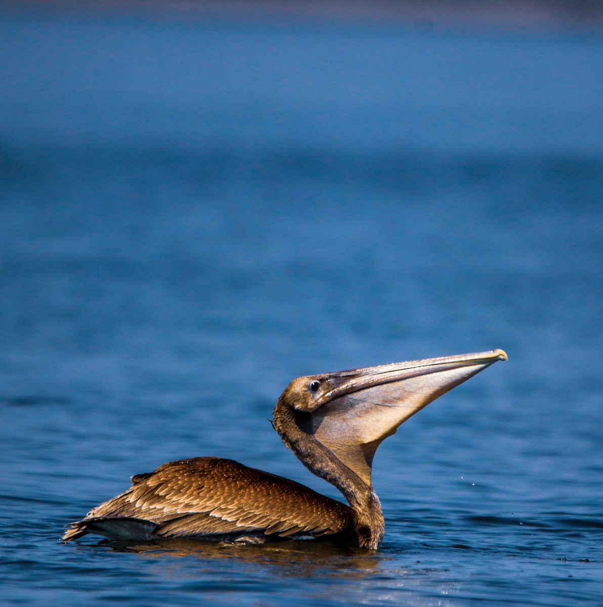 pelikán hnědý - ML449524011