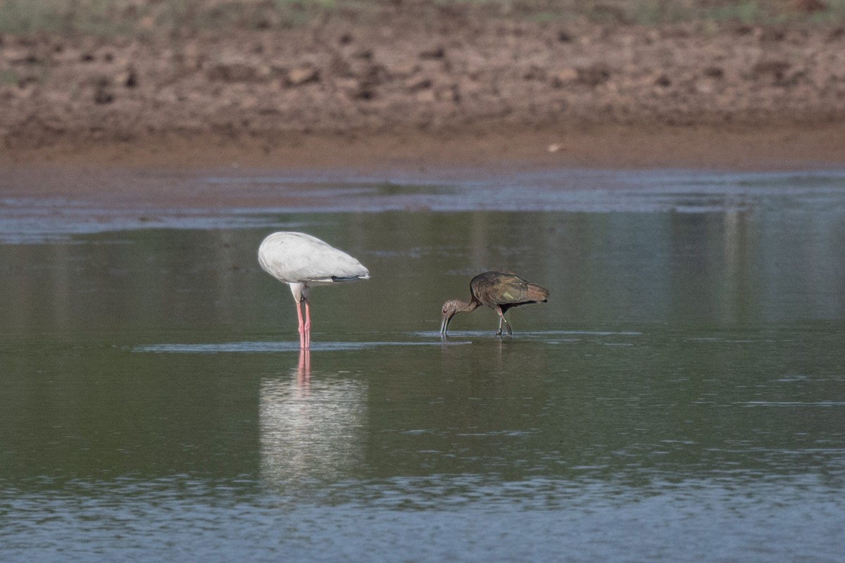 White-faced Ibis - ML449524441